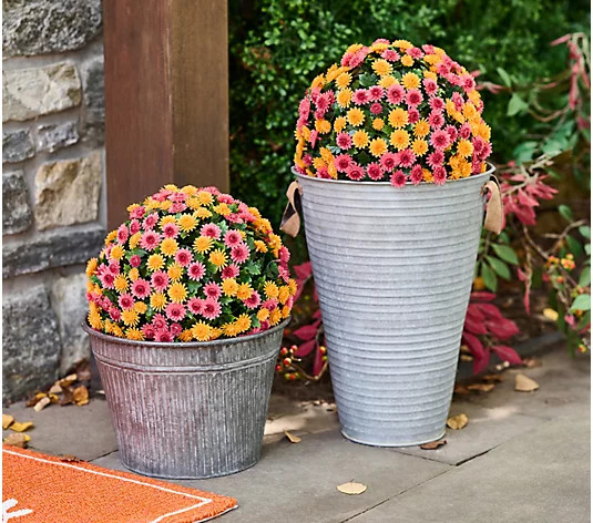 Wicker Park Set of 2 12" Harvest Faux Mum Spheres | QVC