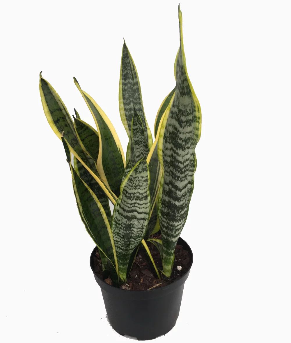 Laurentii Snake Plant - Sansevieria - Impossible to kill! - 6" Pot - Walmart.com | Walmart (US)