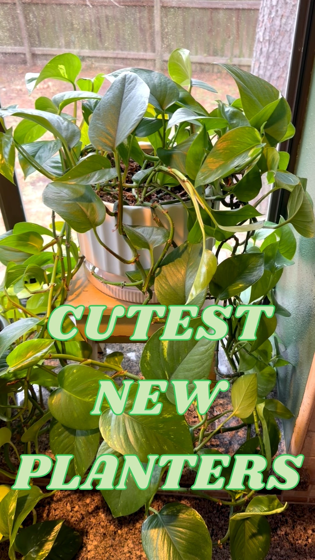 Spring is just around the corner, and planters are the perfect way to add style to your favorite plants. I have several in my kitchen wzz plant pothoss some on our porch! ………….. target planter target saucer zz plant pothos white planter brown planter ceramic planter pottery barn dupe target planter target deep Wayfair find Wayfair planter planter with saucer planter saucer indoor plants best indoor plants outdoor planter under $50 planter under $100 plastic planter large planter with drainage hole stone planter colorful planter terracotta planter home decor home spring refresh white planter cream planter home decor kitchen decor kitchen window  

 #LTKselfcare #LTKSeasonal #LTKHome