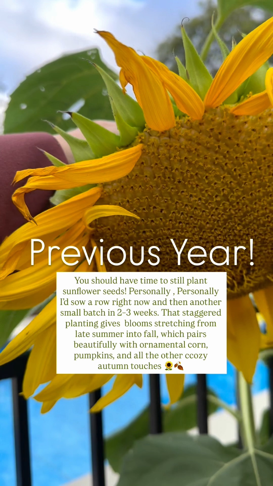 Garden tip - you still have time to sow sunflower seeds! Grow now and enjoy with your fall decor in the months later to come 🌻🌿

#LTKmomlife #LTKSeasonal #LTKHome