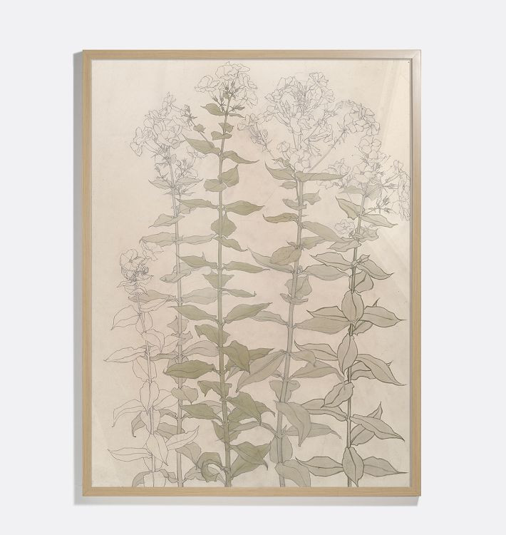 Studies of Phlox Framed Reproduction Wall Art Print | Rejuvenation