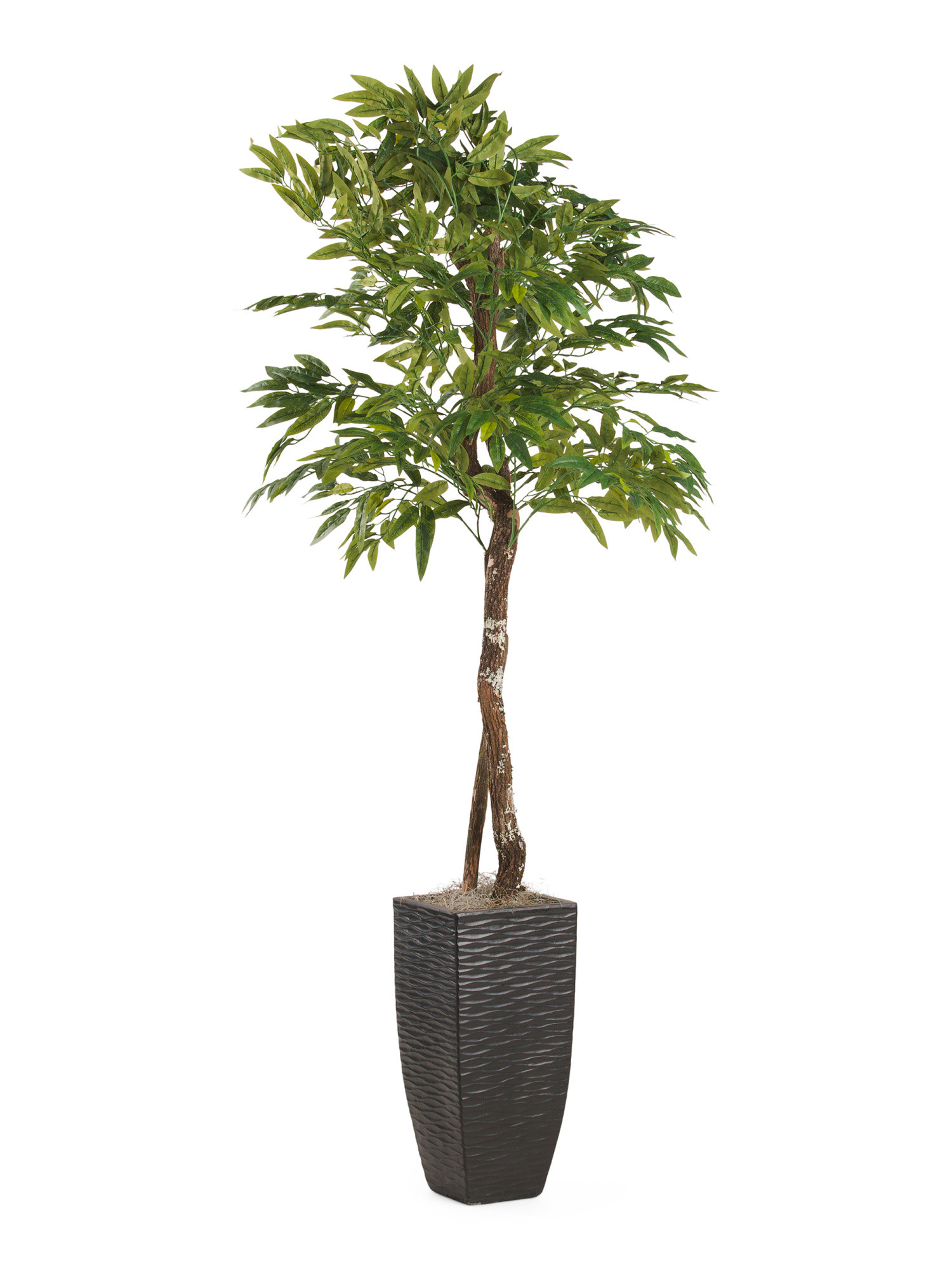 6ft Mango Tree | Marshalls