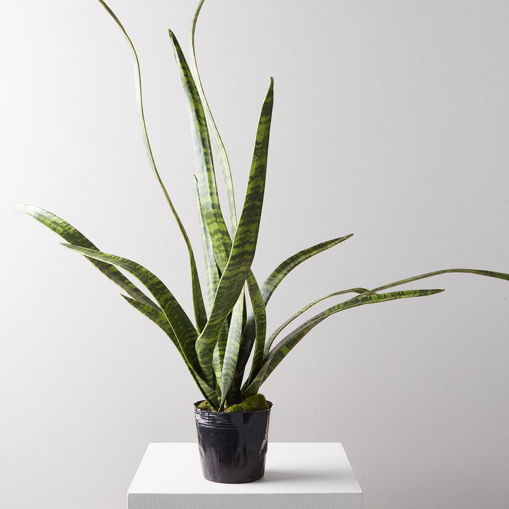 Faux Potted Snake Plant | West Elm (US)