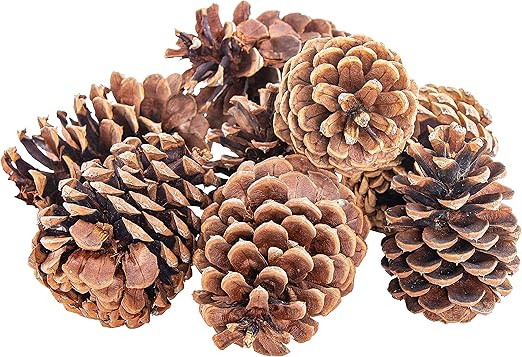 Bloom Room Natural Pine Cones Decorations | Rustic Home Decor for Centerpiece Table Decorations a... | Amazon (US)
