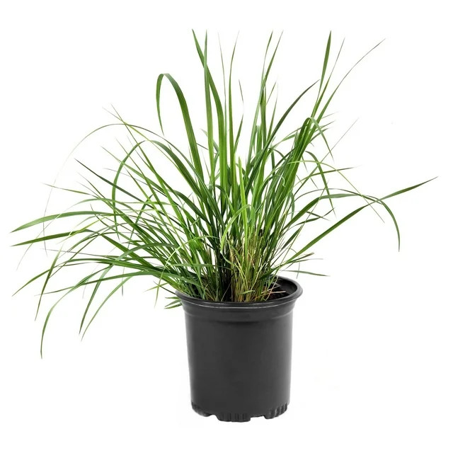 1 Gal Lemon Grass | Walmart (US)