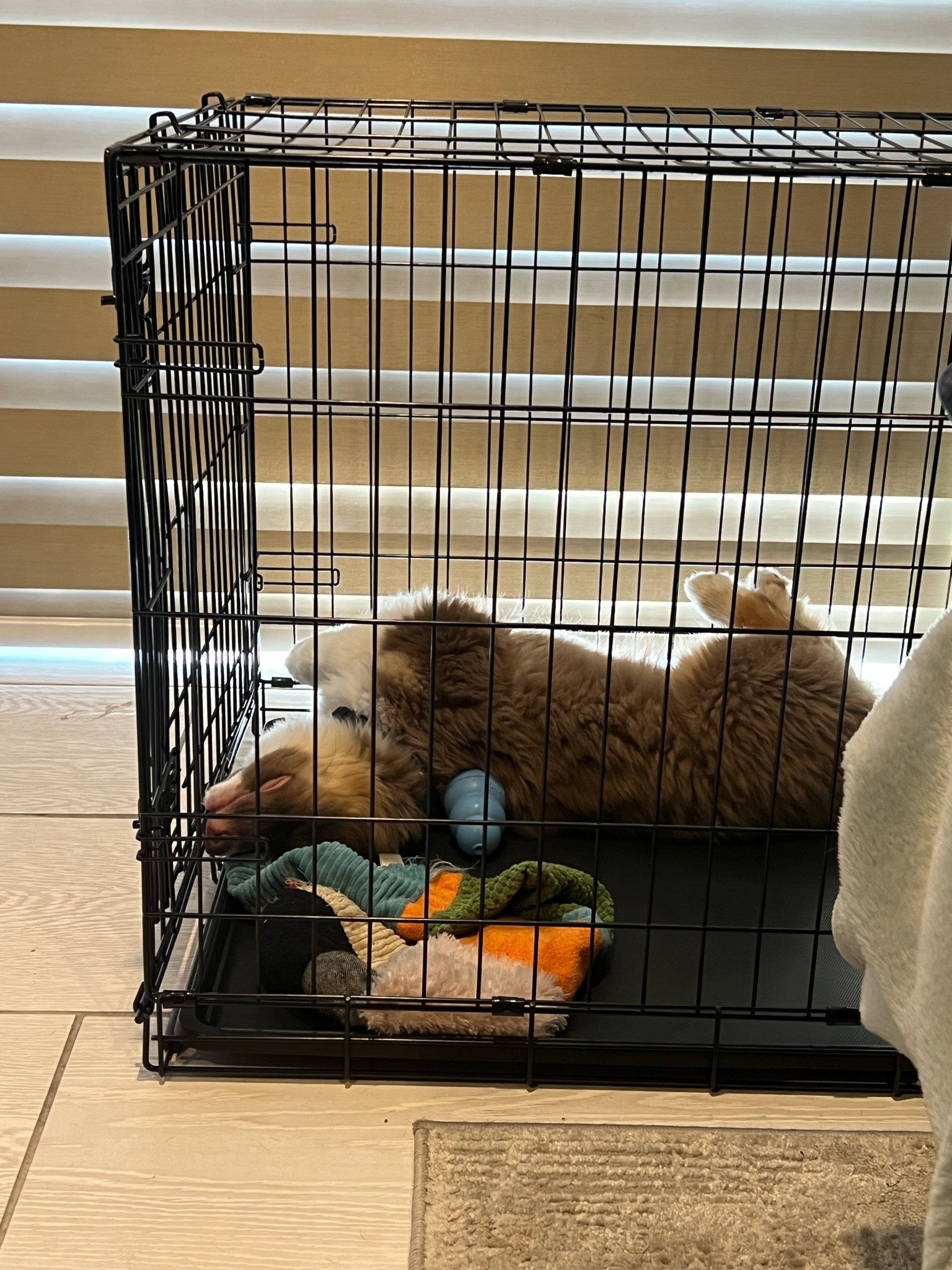 sleepy boy

#dogfinds #dogmom #teething #puppy #aussie #australianshepherd #home #training

#LTKfamily