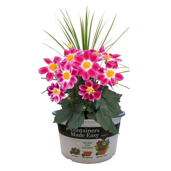 Better Homes & Gardens 1.5 Gallon Multicolor Dahlia Flowering Combo Outdoor Live Plants Full Sun | Walmart (US)
