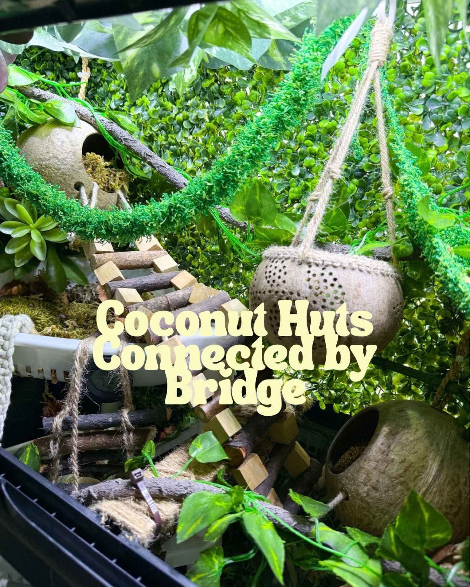 Coconut bridge for hermit crab climbing enrichment 