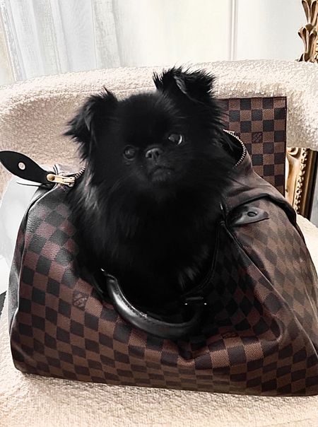 Cute dog not included 

#speedy35

#LTKstyletip #LTKsalealert