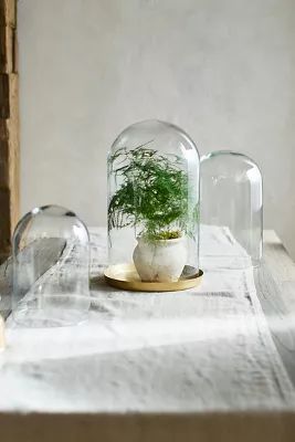 Glass Cloche Top | Anthropologie (US)