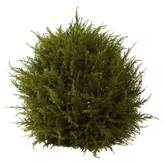South Loop10PM60607Recently Viewed9 in. H Indoor Green Plastic Contemporary Boxwood Topiary Artif... | The Home Depot