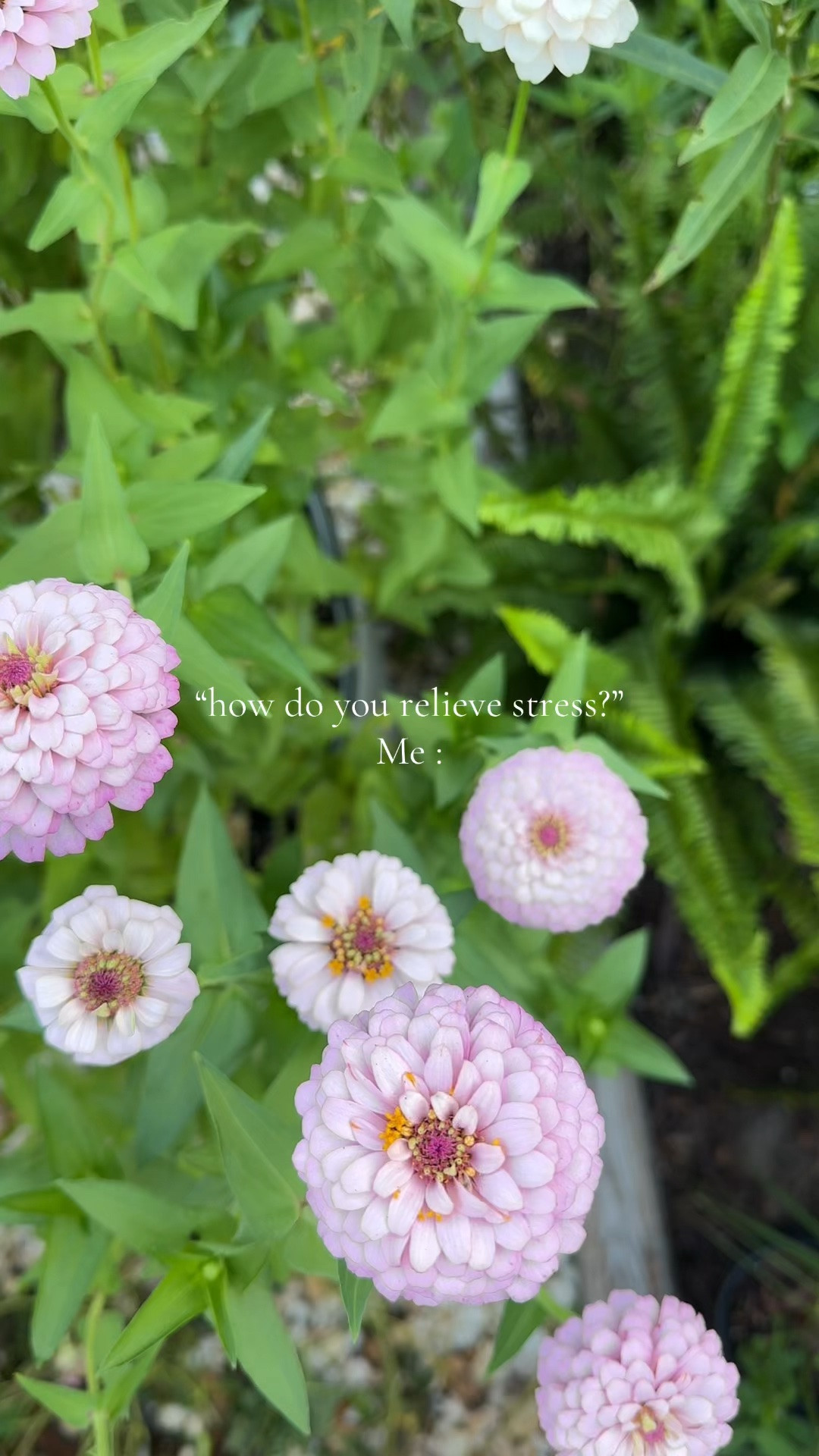 I can't believe that I waited this long to plant zinnias! if you're considering starting a garden, veggie or cut flower I can 10000% say that it's the best stress reducer l've found. #cutflowers #gardening #zinnias #vegogarden #amazon

#LTKmorningroutine #LTKHome #LTKselfcare