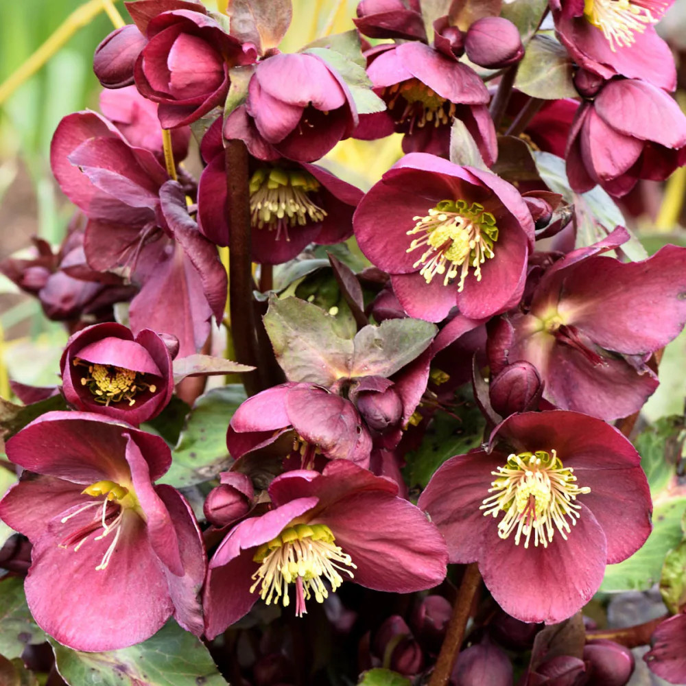 Gardens Alive! Red Flowering Anna Lenten Rose Hellebore Perennial Plant in 1 -Pack Bareroot 1 -Pack - Low Maintenance one_size | 62383 | Lowe's