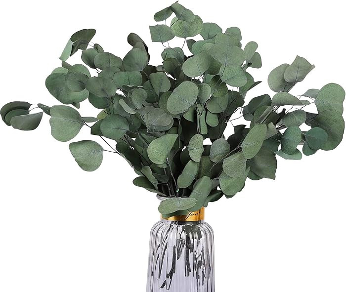 Real Eucalyptus Stems 20PCS Dried Preserved Fresh Eucalyptus Silver Dollar Leaves for Shower - Gr... | Amazon (US)