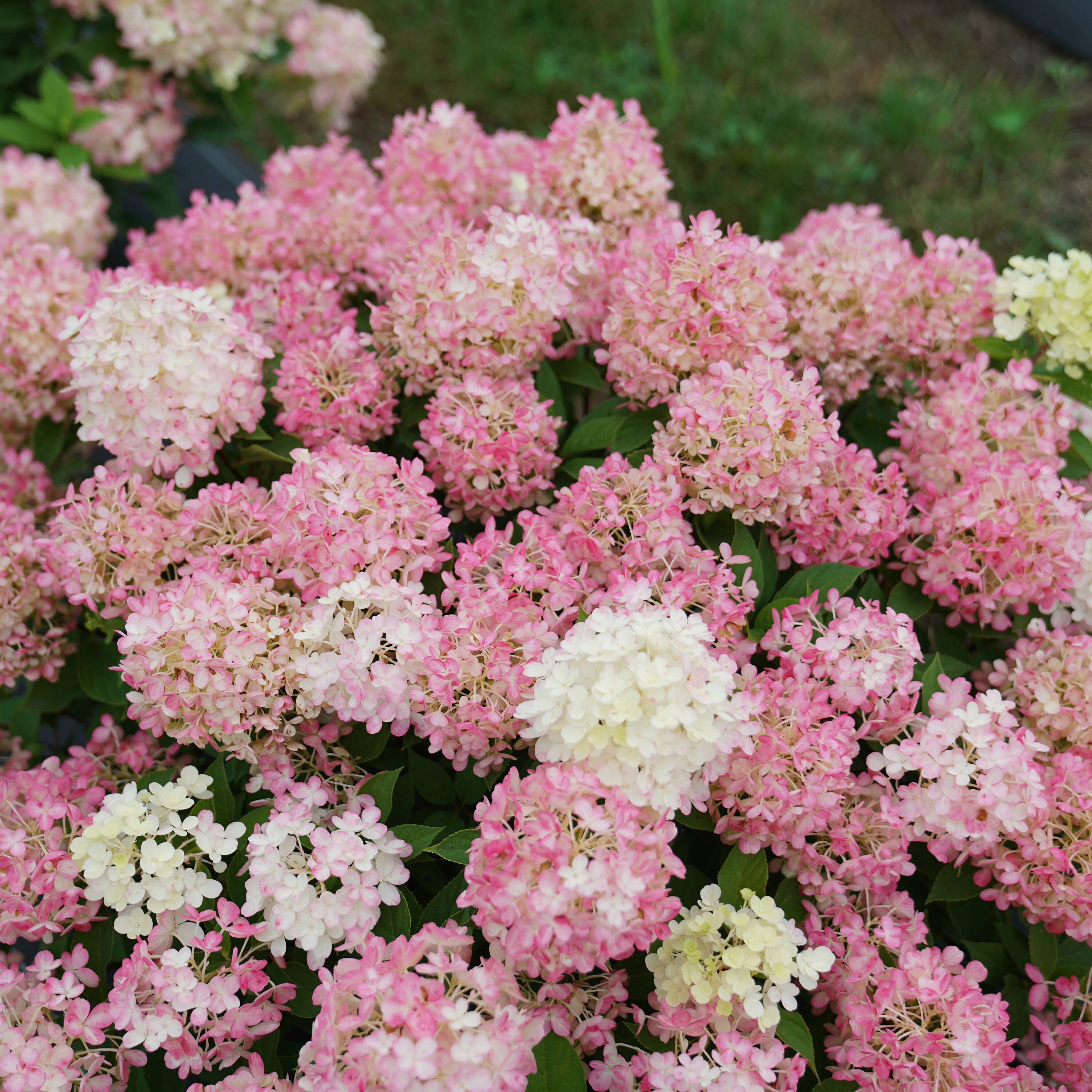 Proven Winners Fire Light Tidbit Panicle Hydrangea (Paniculata) Flowering Shrub in 1 -Gallon Pot 1.0 -Pack with Blooms | HYDPRC1186101 | Lowe's