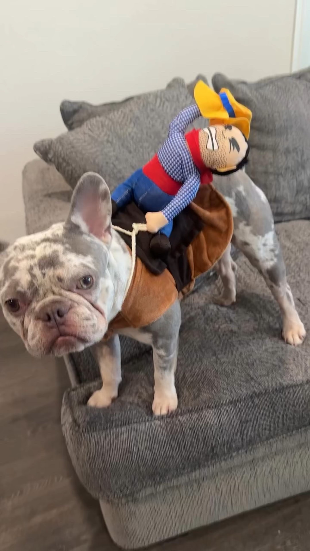 Some dogs fetch… mine pays the bills 🤠🐾 #frenchbulldog #frenchie  #dog #costume #funny