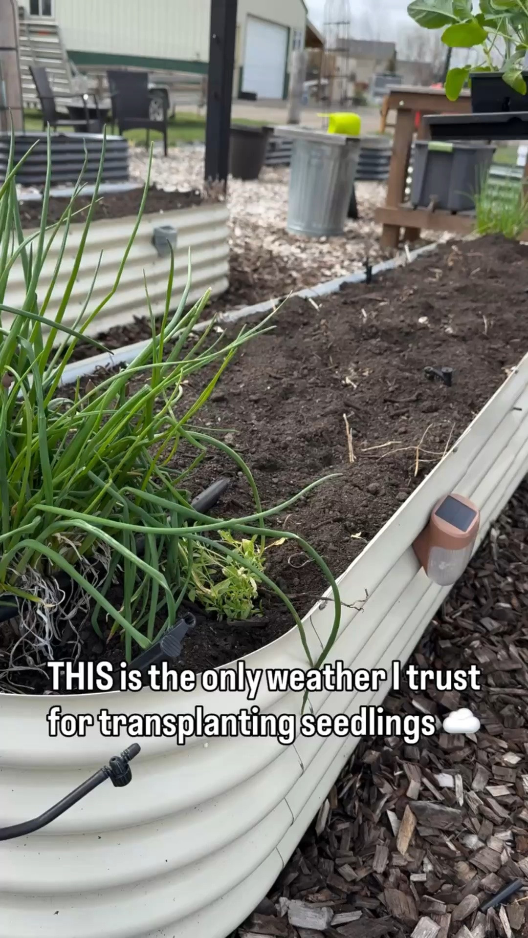 If your seedlings keep stalling after transplanting… check the weather before you blame yourself.

In Zone 4, we don’t just plant when we’re ready—we plant when the weather cooperates.

🌱 Ideal transplanting conditions:
• Overcast skies (your best friend)
• Temps in the 50s–60s
• Calm winds
• Light rain = bonus watering + less shock

I’ll always choose a cloudy 55° day over a sunny 70° day for transplanting. Every time.

Save this so you don’t waste your hard work on the wrong day 👇

#zone4gardening #seedstarting #gardeningtips #homesteadgarden #springplanting