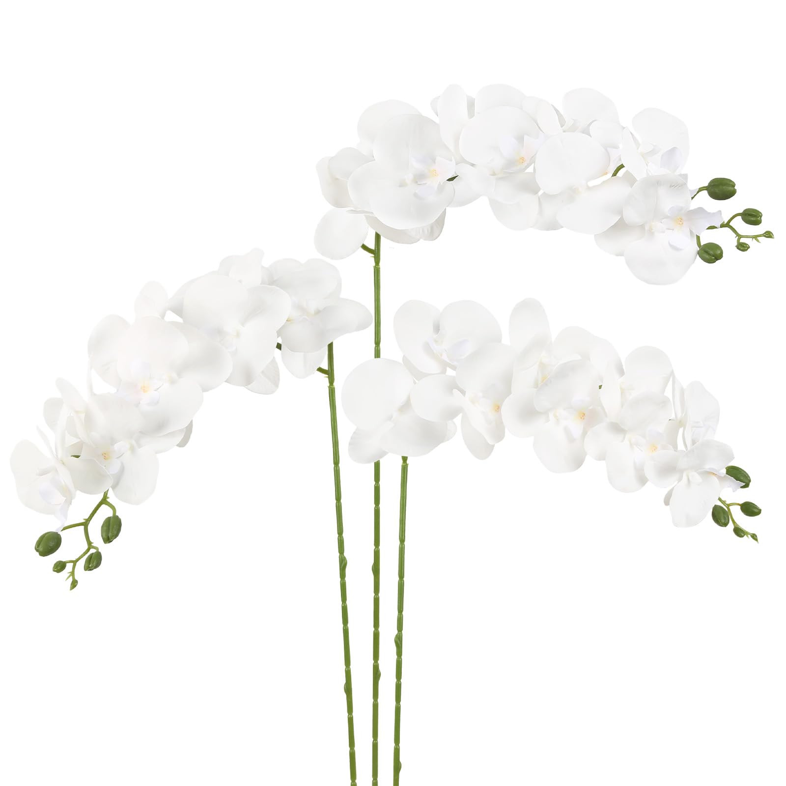 Orchid | Amazon (US)