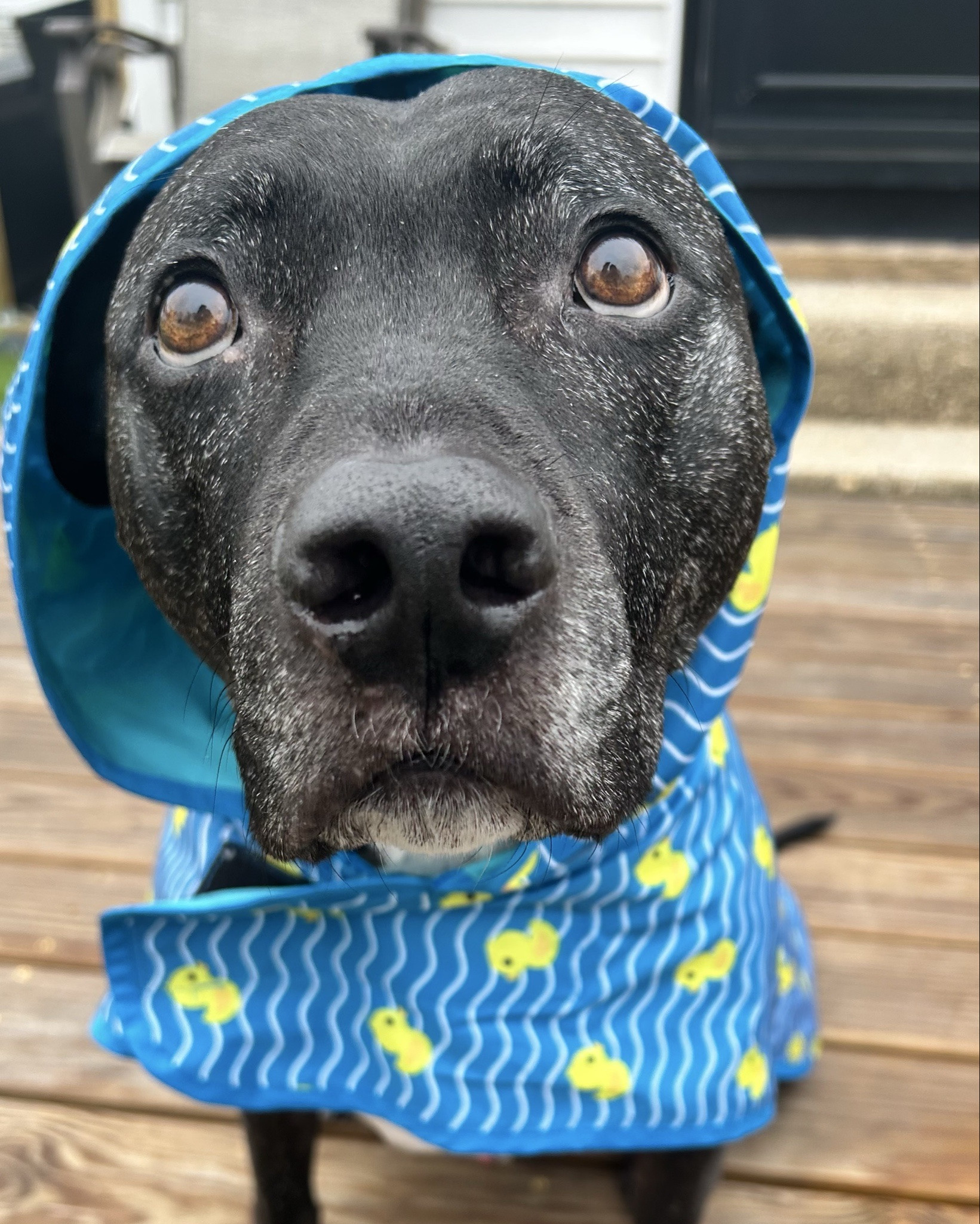We’ve had a LOT of rain in NY lately 🌧️
and this has officially become Zuma’s most-used item… whether he likes it or not 😭😂

Linked his raincoat + a few dog mom rainy day lifesavers 🐾
@Chewy 

#LTKdayinmylife #LTKmomlife #LTKSeasonal