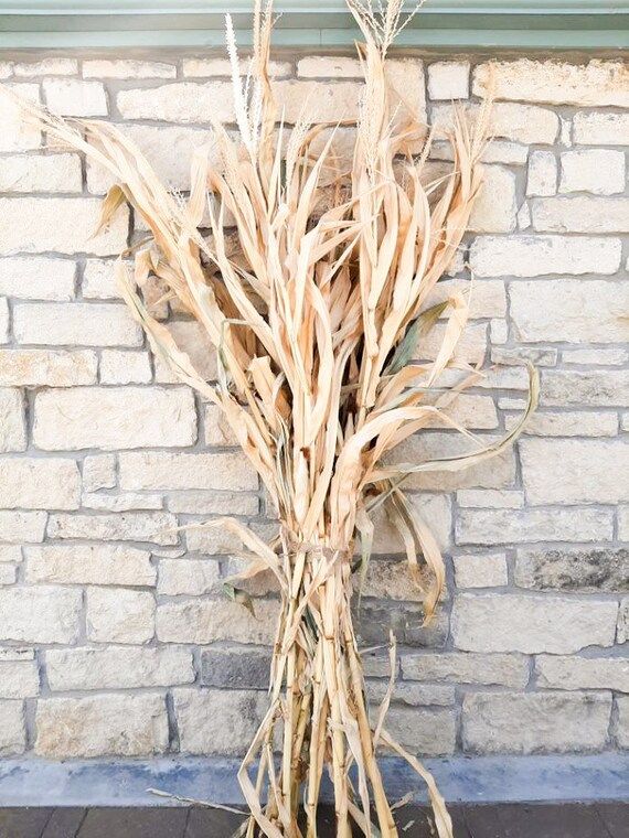 Dried Corn Stalk Bundle  Great for Fall Decorating | Etsy | Etsy (US)