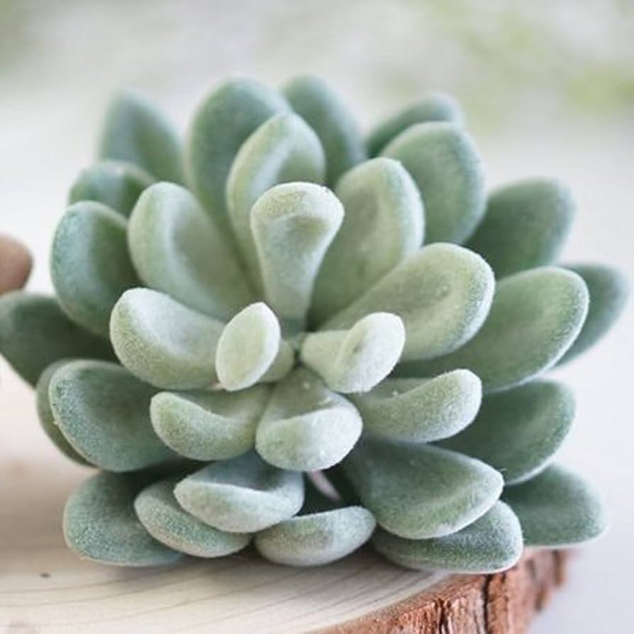 Tyoungg 4 Pack Flocked Green Artificial Succulent Cactus Plants Echeveria Unpotted Long Stem for ... | Amazon (US)