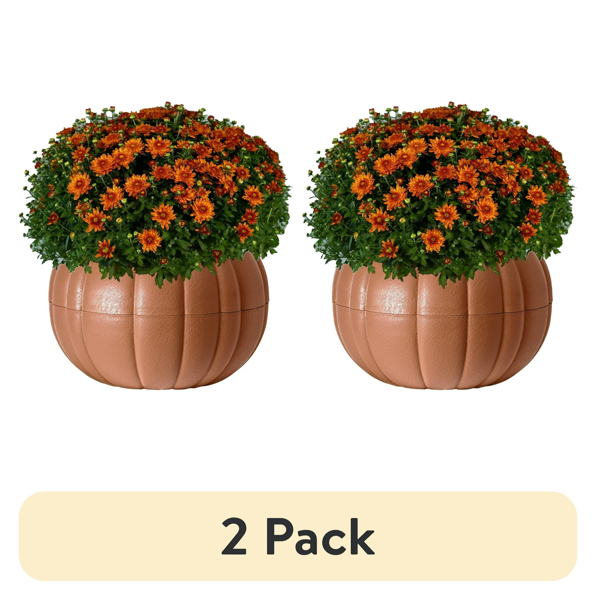 (2 pack) Better Homes & Gardens 3.0QT Tricolor Mum Live Plant in Orange Pumpkin Planter | Walmart (US)