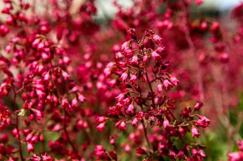 Brighten your spring garden with the timeless charm of Heuchera ‘Firefly’ from SEEDVILLEUSA, a beloved perennial known for its airy spikes of vivid red blooms and graceful foliage that thrives in sun to part shade. Perfect for borders, pollinator plantings, and cottage-style landscapes, these carefully packaged seeds make it easy to grow long-lasting color while supporting eco-friendly, shorter-distance shipping from Ohio. 🌺 #Heuchera #CoralBells #SpringFlowers #PerennialGarden #ShadeGarden #SeedStarting #GardenInspiration

#LTKHome #LTKdayinmylife #LTKSeasonal