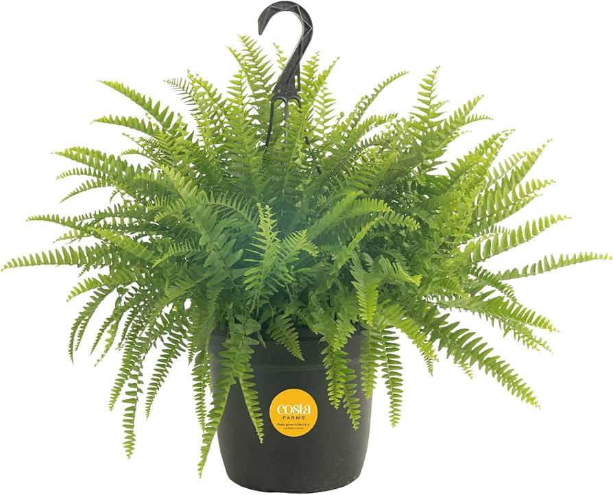 Costa Farms Boston Fern, Indoor or Outdoor Premium Live Fern Plant, Potted in Hanging Basket Nurs... | Amazon (US)