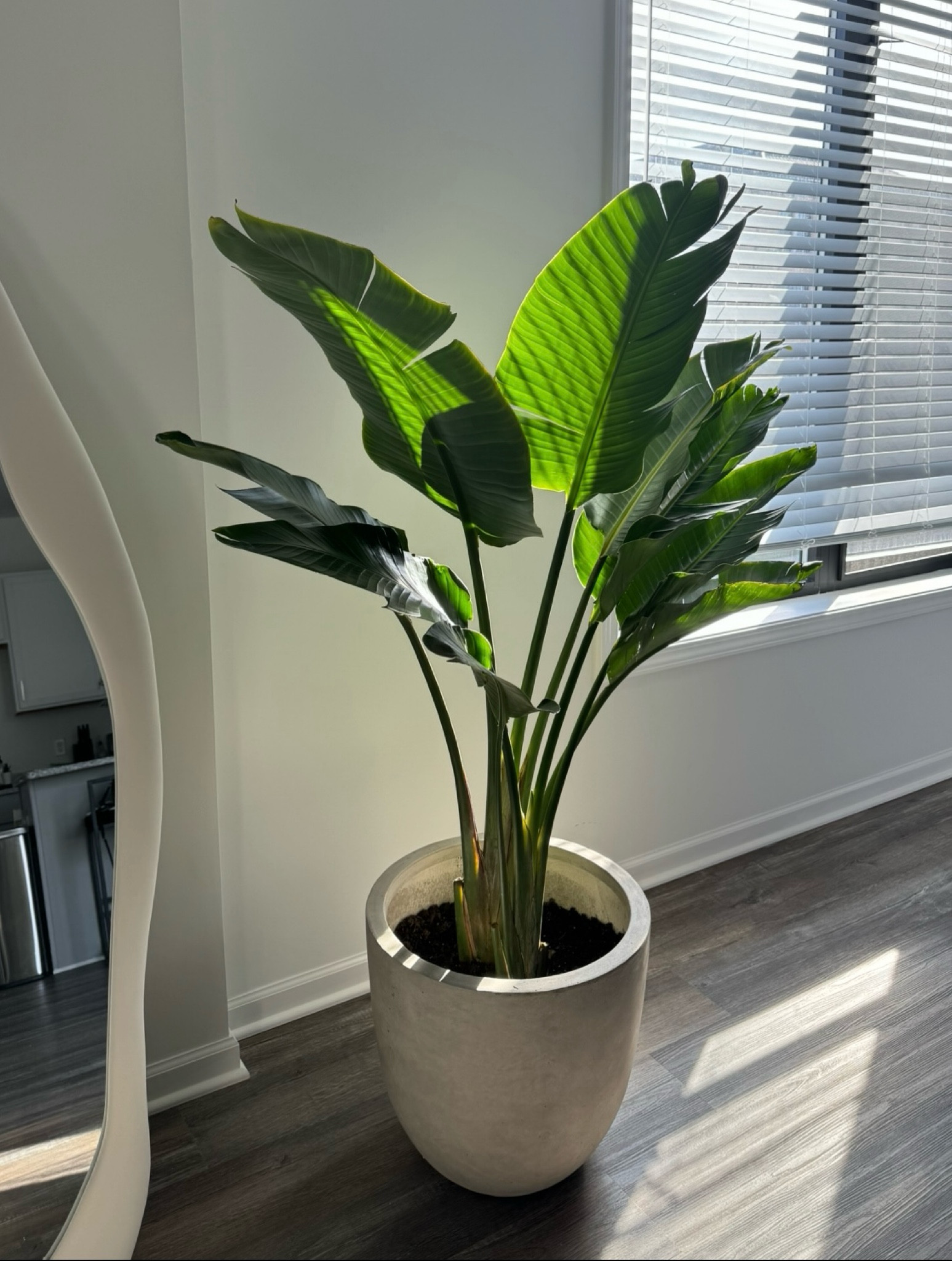 the perfect minimalistic concrete planter 😍

#LTKHome #LTKFindsUnder100 #LTKSeasonal