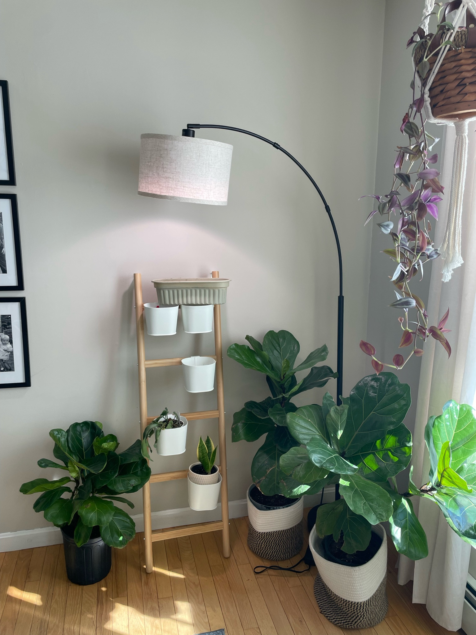 Plant corner with grow light and arched lamp

#LTKSeasonal #LTKhome #LTKstyletip