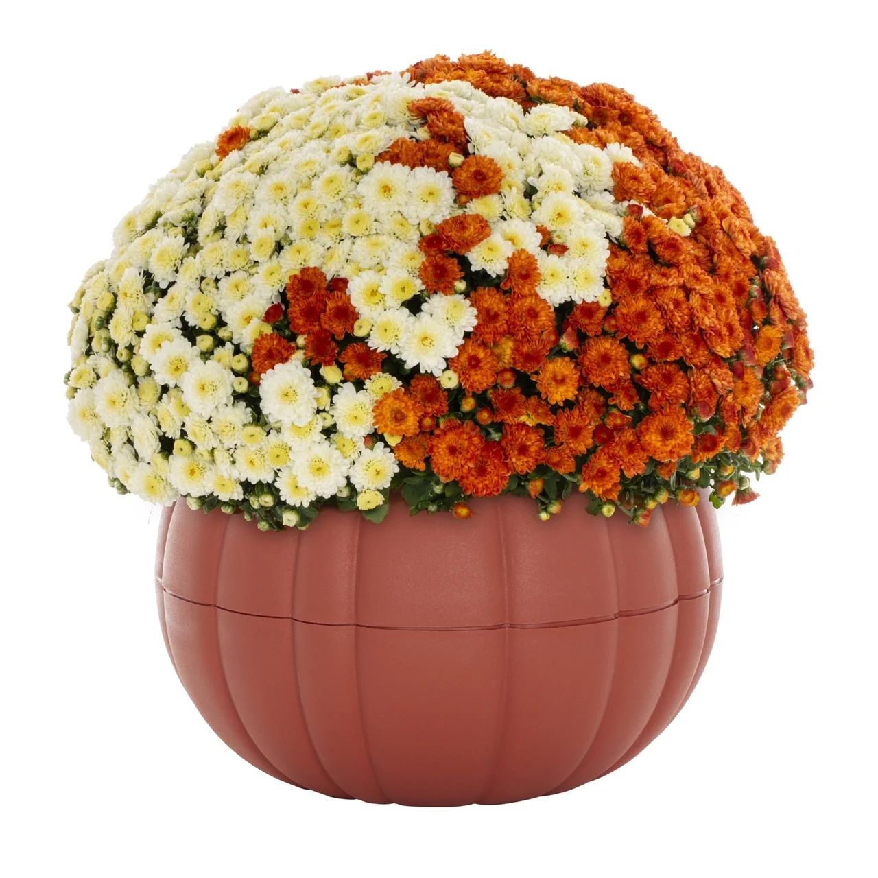 Better Homes & Gardens 3QT Orange White Garden Chrysanthemum Plant Orange Pumpkin Pot Sun | Walmart (US)