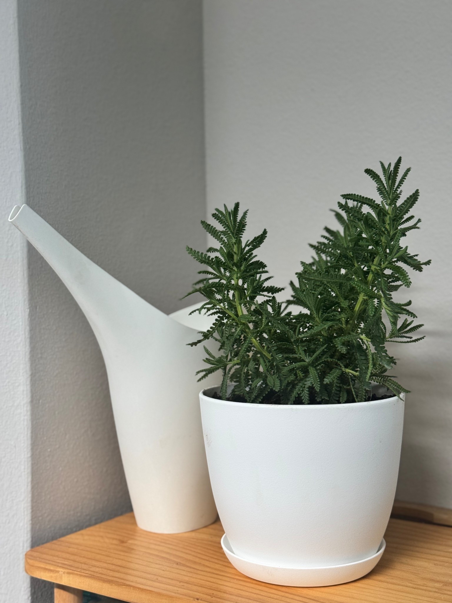 This lavender plant is as soothing as she is pretty. Perfect accent to my bathroom and she smells divine. 

Lavender, plants, plant mom, gardening, indoor plants, bathroom plants, low maintenance plants

#LTKdayinmylife #LTKHome