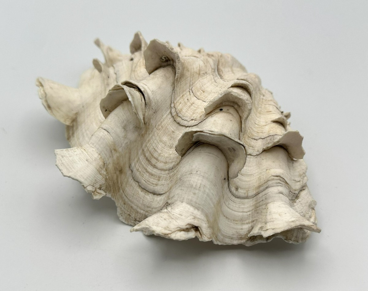 Stunning Tridacna Squamosa Fluted Giant Clam Shell Half 6.375" Ivory | eBay | eBay US