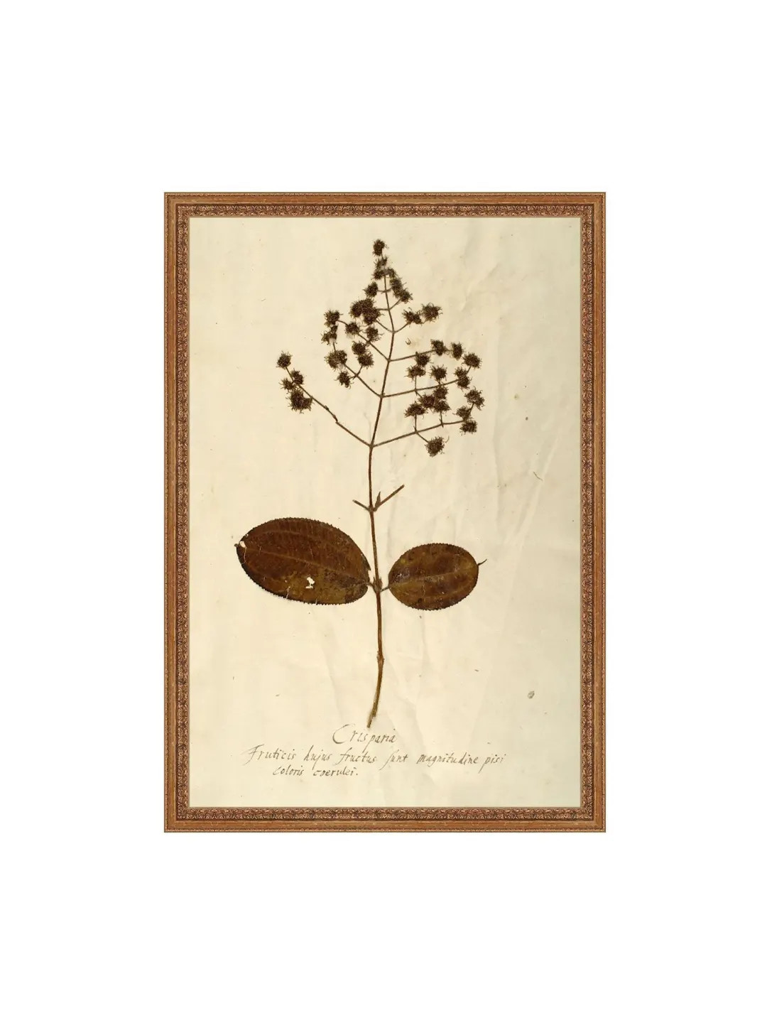 PRINT Herbarium V | Vintage Botanical Prints | Vintage Botanical Art Kitchen | Dried Flowers Art ... | Etsy (US)