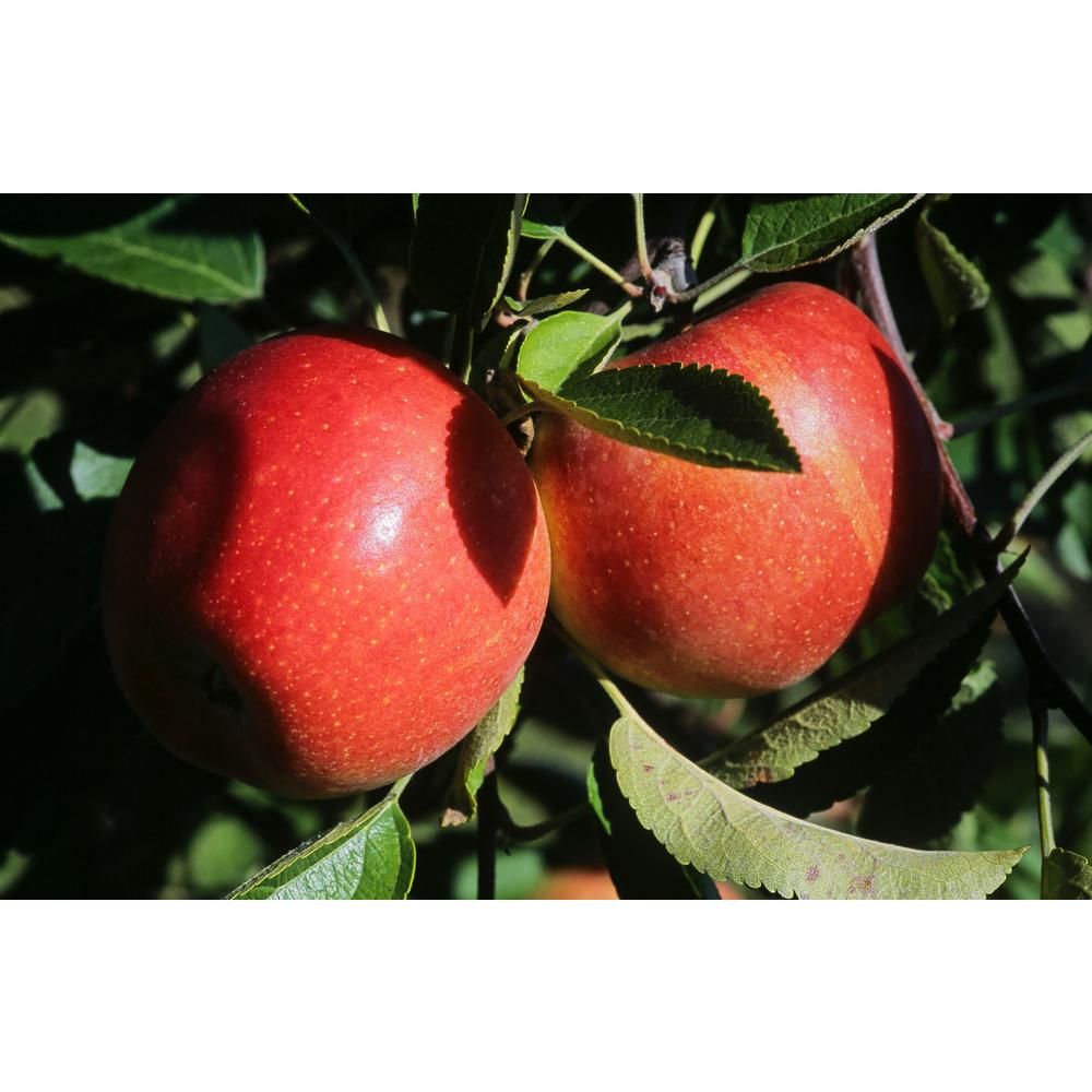 Online Orchards Dwarf Braeburn Apple Tree Bare Root | The Home Depot