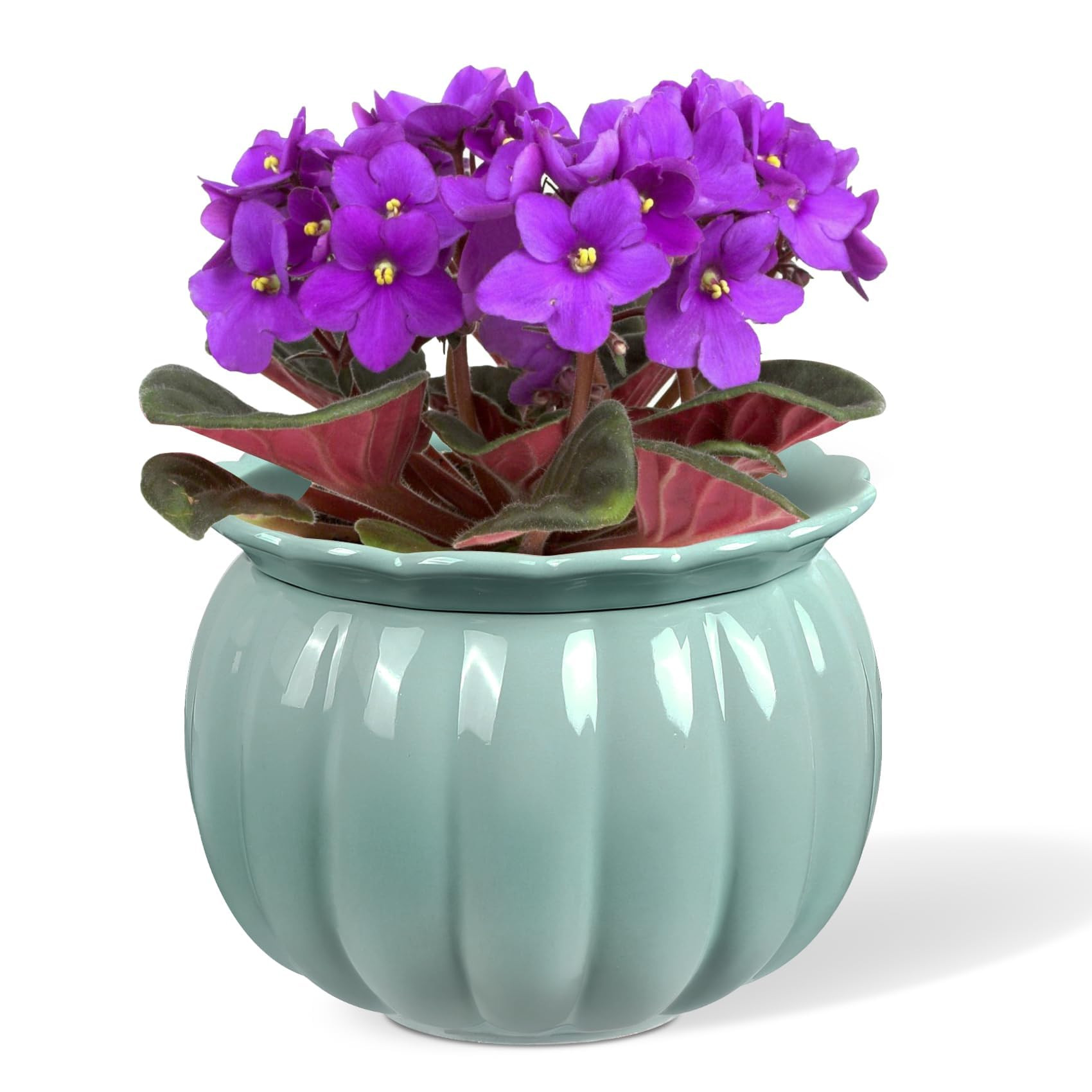 African Violet Pots, Self-Watering Ceramic Planter for Indoor Plants – 6 Inch Pot for Succulent... | Amazon (US)