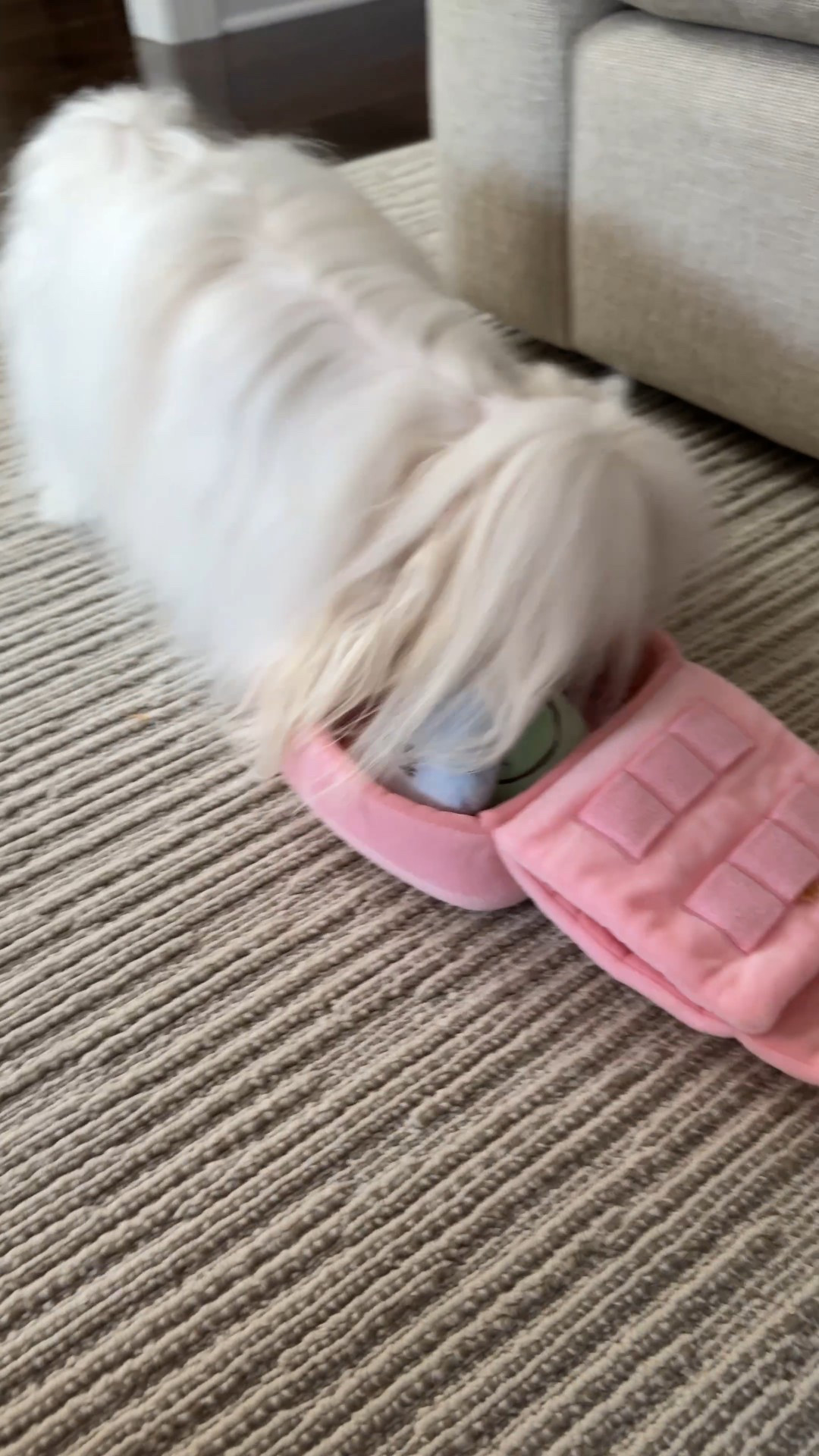 Puzzle toys are the best way to keep pets busy! 

#LTKPets