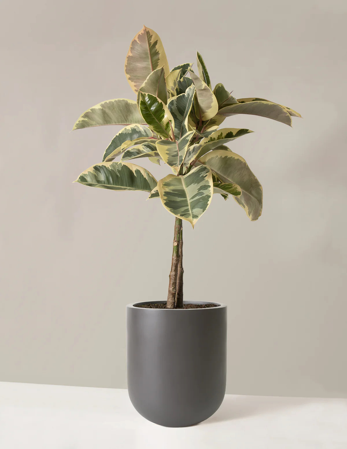 Large Ficus Tineke Tree | The Sill