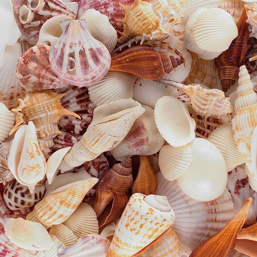 Sea Shells Mixed Beach Seashells - Various Sizes up to 2" Shells -Bag of Approx. 50 Seashells | Amazon (US)