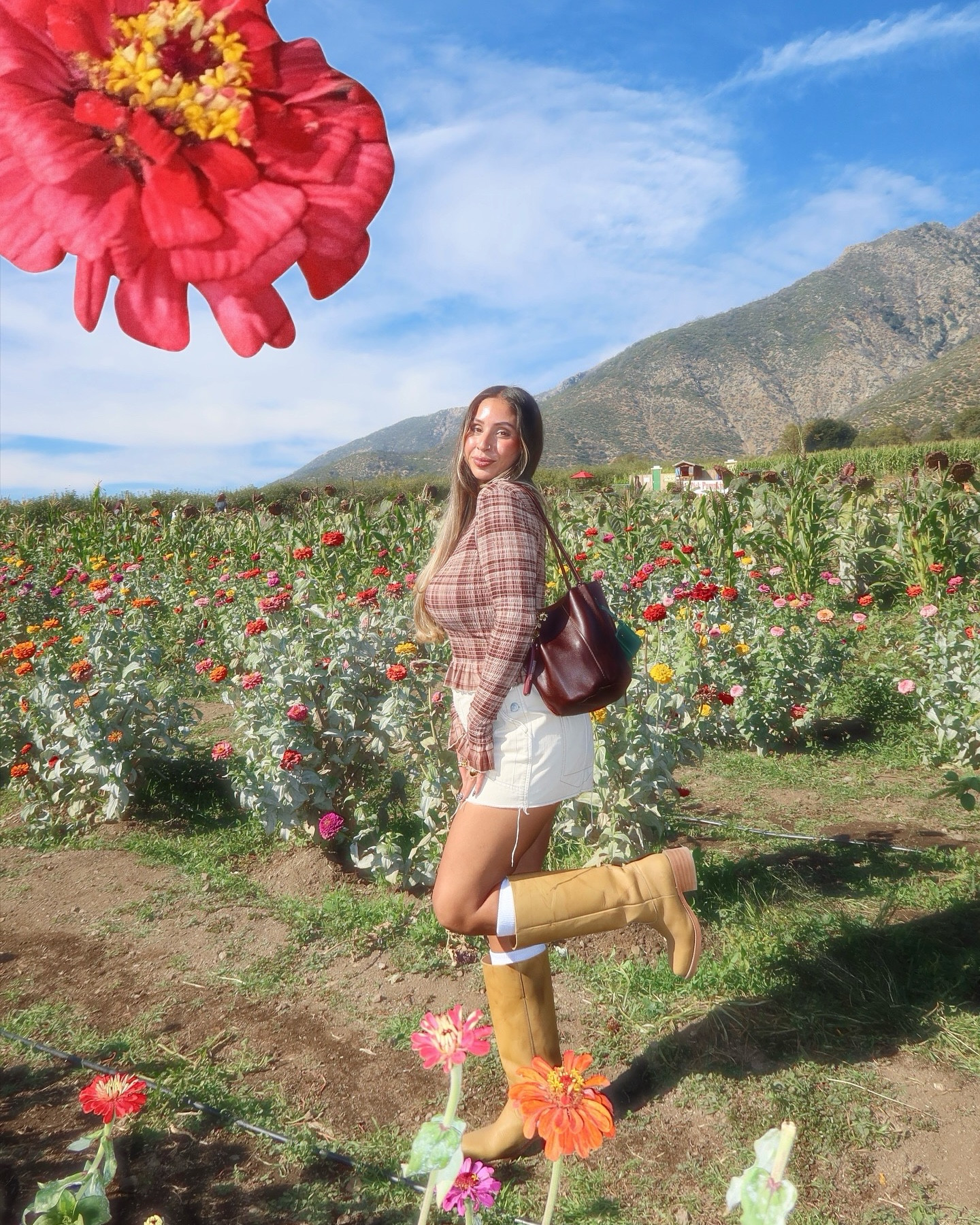 Flower fields in fall! Apple picking outfit 🍎 fall ootd 🍂 Frye boots outfit 👢 #FryeBoots #FallOutfit #LTKFall