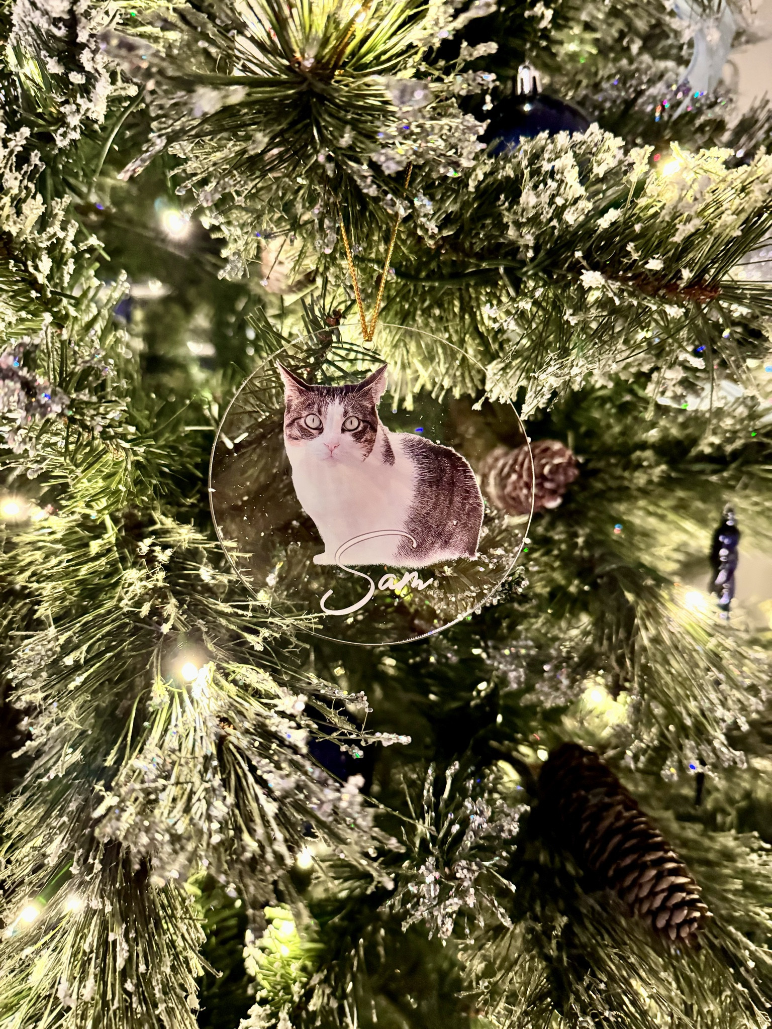 New Christmas ornaments of our furbaby girls 🎀❄️

#LTKSeasonal #LTKHoliday #LTKhome
