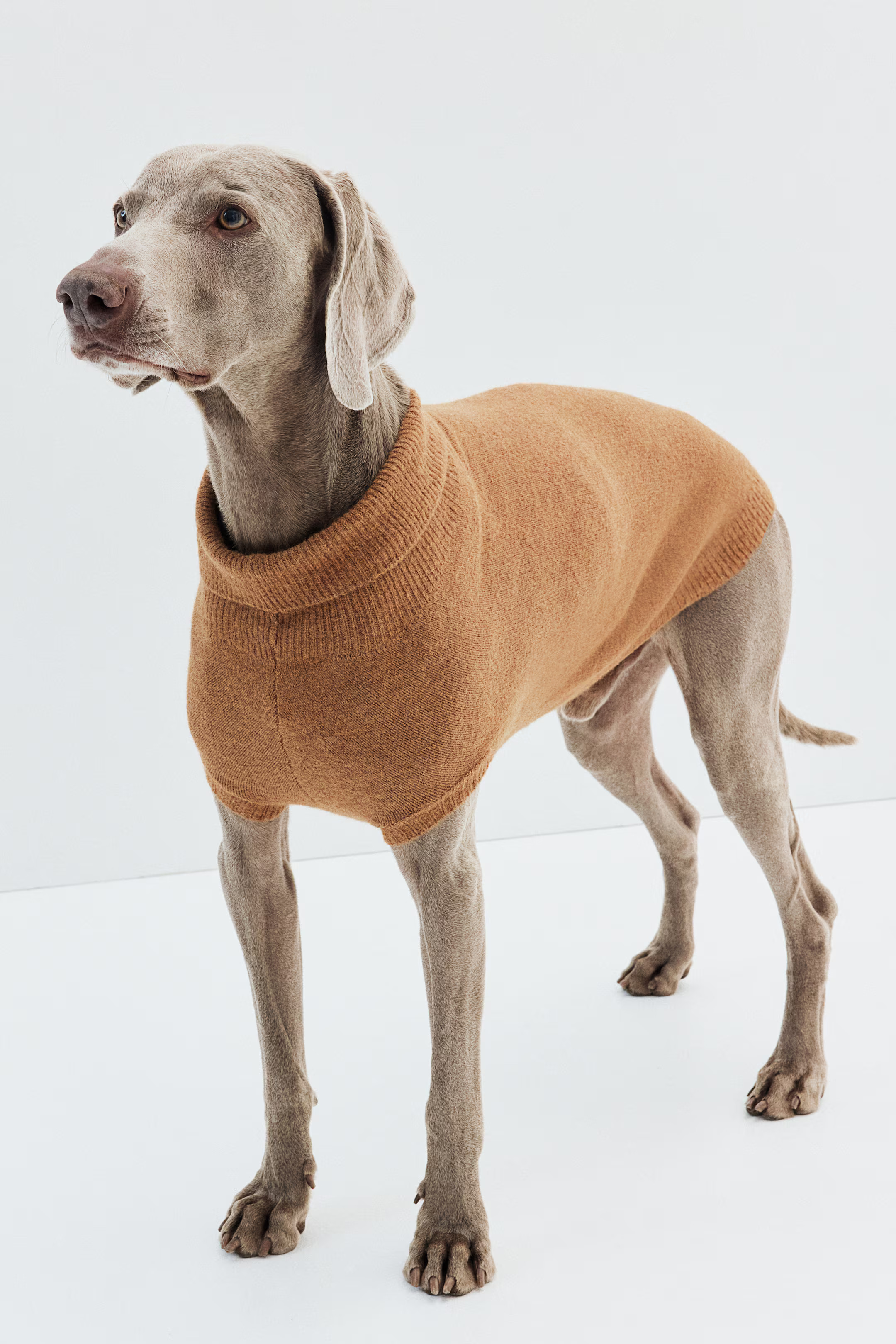 Fine-Knit Dog Sweater | H&M (US + CA)