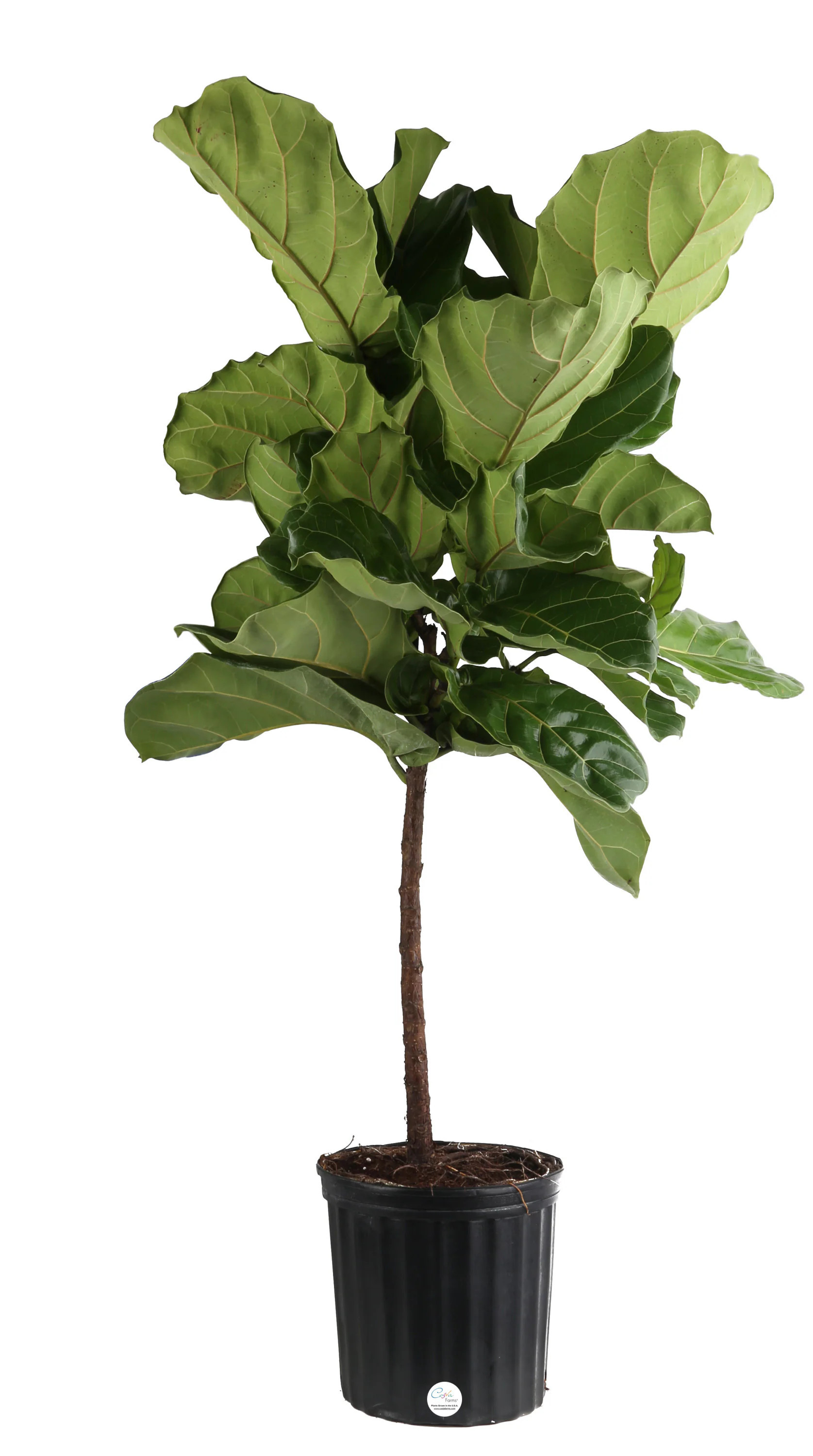 Costa Farms Ficus Lyrata Fiddle Leaf Fig Standard House Plant in 10-in Pot | L-4FL-G-POT-01-LW | Lowe's