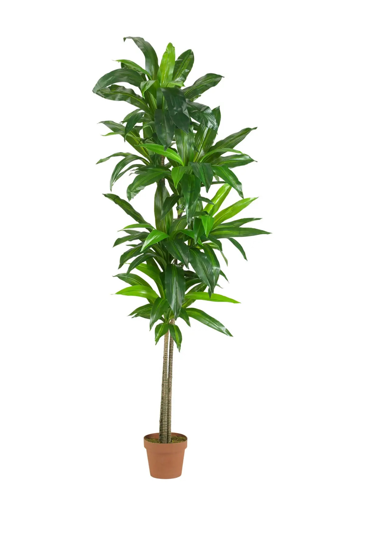 NEARLY NATURAL Green 6' Dracaena Silk Plant at Nordstrom Rack | Nordstrom Rack