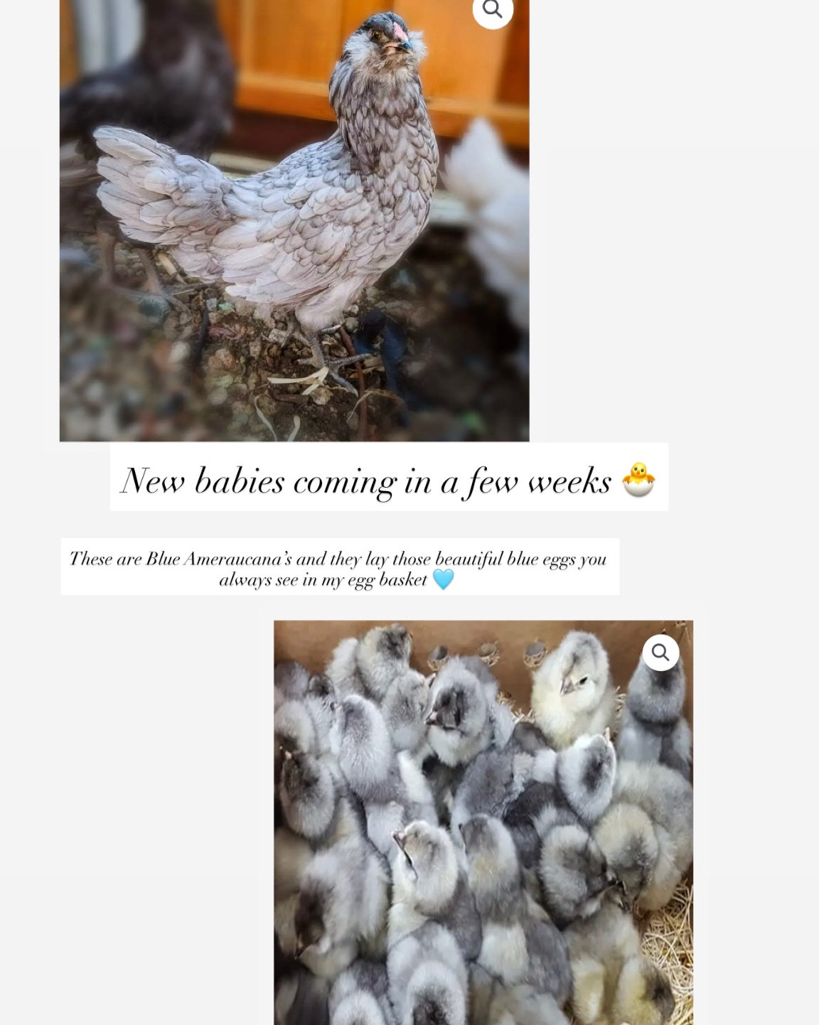 New babies joining our flock in a few weeks 🐥🤍

We’re adding more Ameraucana hens for their sweet, docile nature and those gorgeous blue eggs… and Black Australorps for their hardiness and rich brown eggs (aka perfect pound cake eggs 🥚✨).

We’ve kept chickens for years, and I’m linking our tried-and-true Tractor Supply staples for getting chicks off to a healthy start  — feeders, waterers, brooder essentials and more. These are the things we actually use season after season.

#chickens #backyardchickens #tractorSupply #homesteadlife #southernliving #farmstanddreams #ameraucana #australorp #freshfromthecoop #countryliving

#LTKdayinmylife #LTKHome #LTKSeasonal