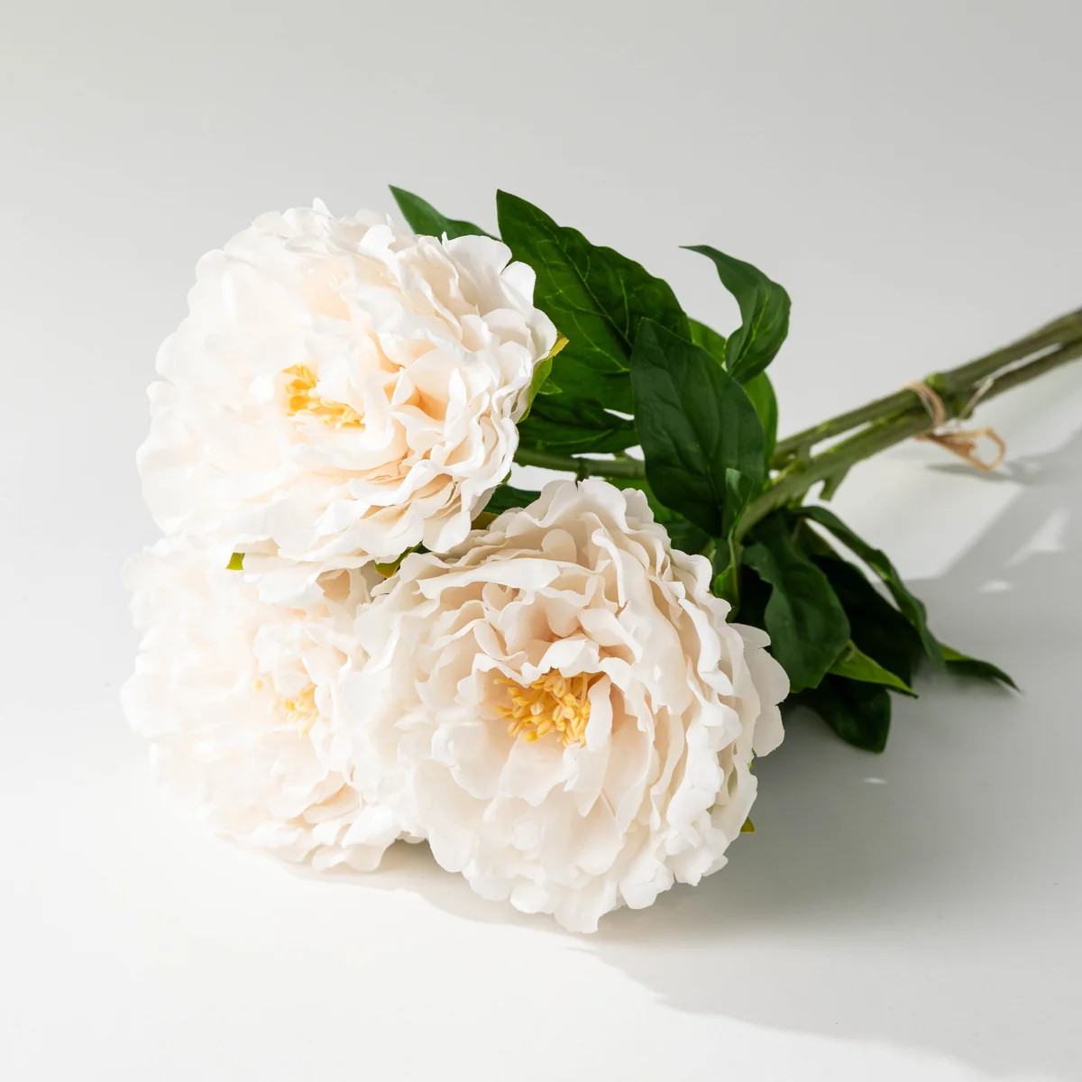 24" Ivory Rose Bundle | Modern Locke