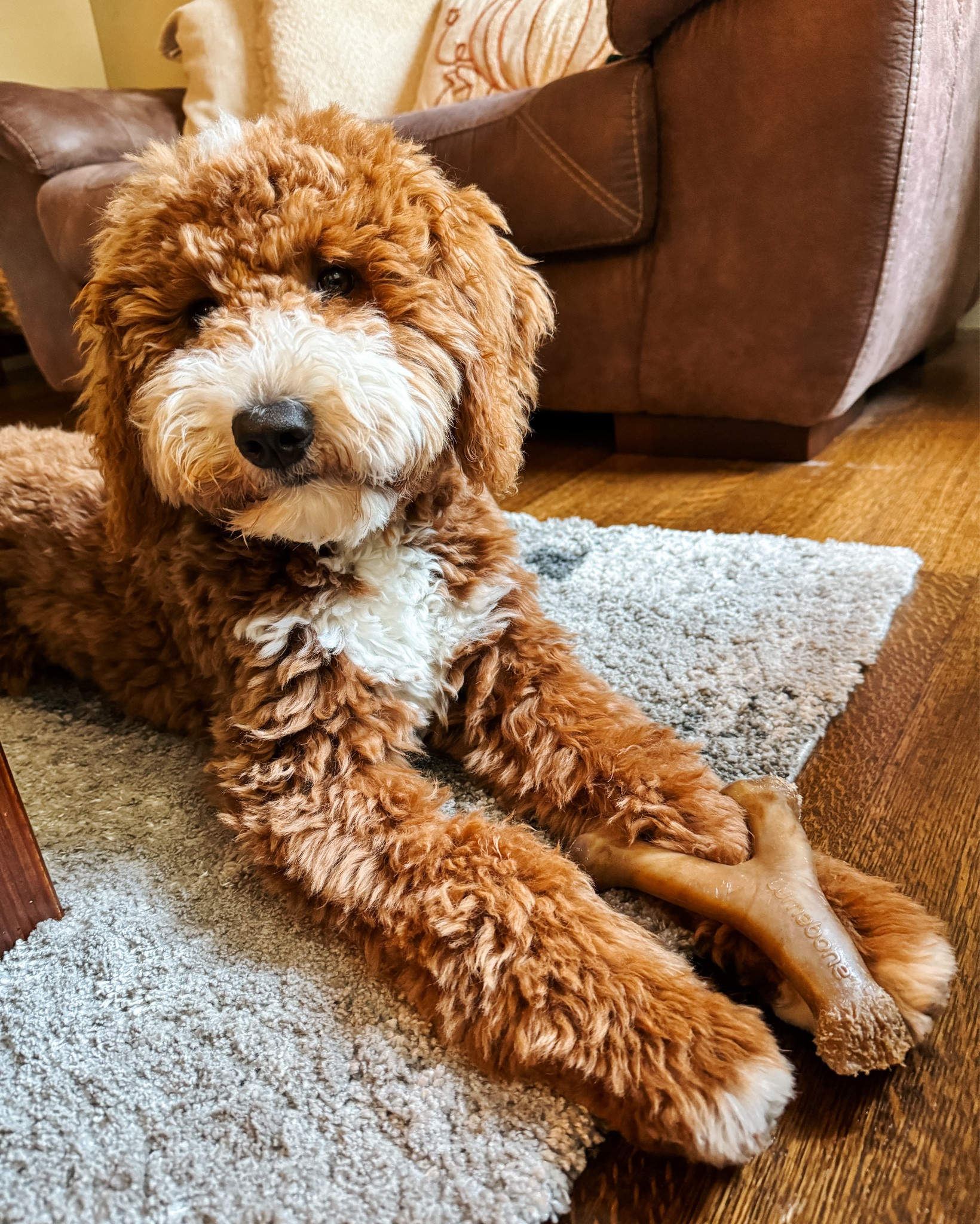 The BEST dog bone - this thing keeps him busy for hours, not kidding #ltkpet #ltkitpet #petsamazon #amazondogtreats #amazonpets
