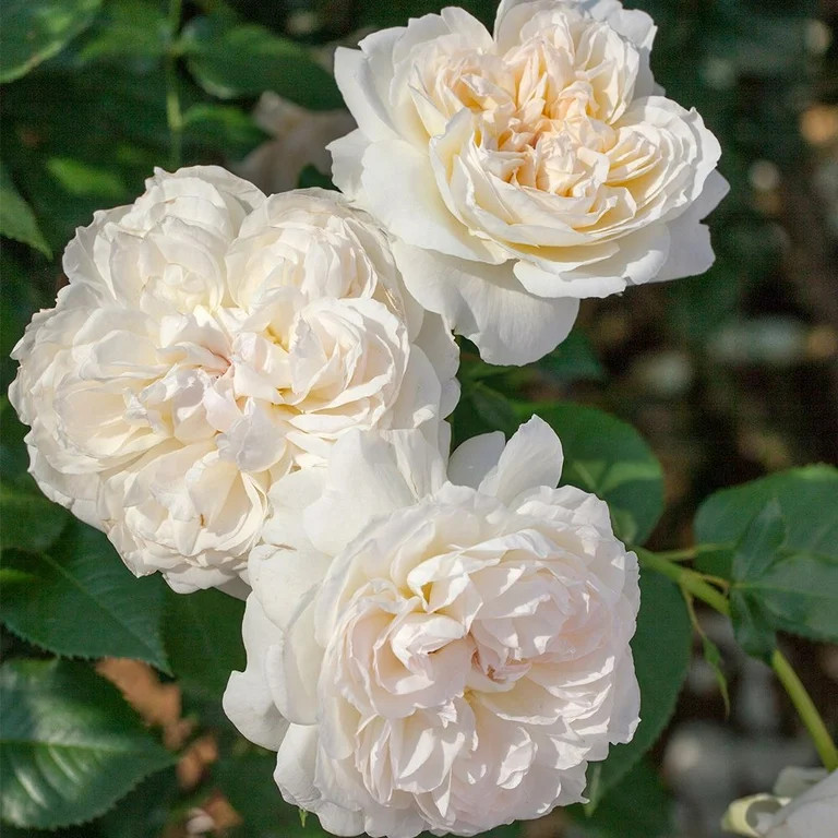 Heirloom Roses - Bolero Rose Bush - White Floribunda Rose Plants | Walmart (US)