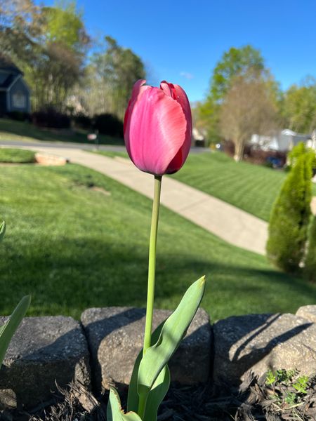 Beautiful #tulips

#LTKhome #LTKSeasonal #LTKfindsunder100