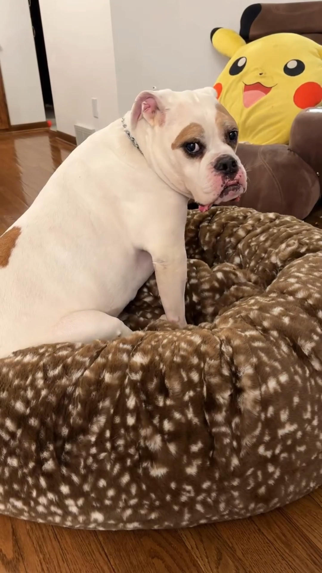 Unboxing joy with my Tank. 🐶🍩Donut bed approved by Tank ✔️🐶 Super cute and comfy. @unhide 
.
.
🍁🎯Special discount only if you use my link or go their official website and use my code to get 20% off your entire order! ✌️ Code : FEI20

https://unhide.us/FEI20

#unhide #forlovenotfur #dogslife #dogbed #cozyseason #makeityours #cozyvibes #giftideas 

#LTKdayinmylife #LTKSaleAlert #LTKmomlife